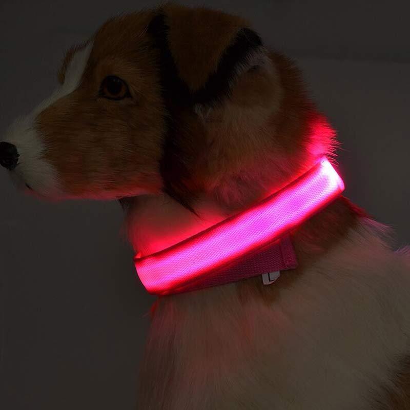 LED Collar for Safer Nighttime Walks